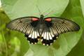 Le Carbet Amazonien