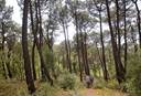 La Forêt du Touquet : un habitat en constante évolution
