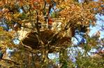 Nuit d'exception en cabanes perchées dans les arbres