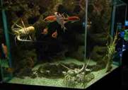 Photo : AQUARIUM DE LA GUADELOUPE