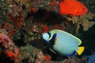 Réserve Naturelle Marine de La Réunion