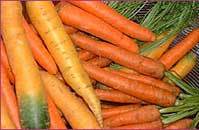 POÊLES DE CAROTTES