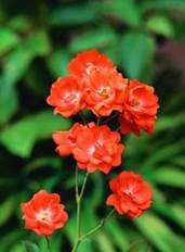 Fleurs