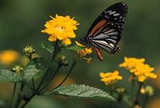 Insectes