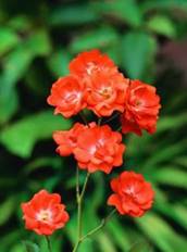 Fleurs