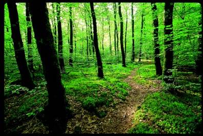 Brocéliande Morbihan Bretagne sud Brocéliande Morbihan Bretagne sud