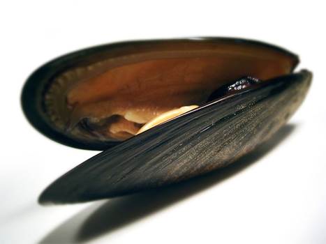 Pickles de moules en brochette