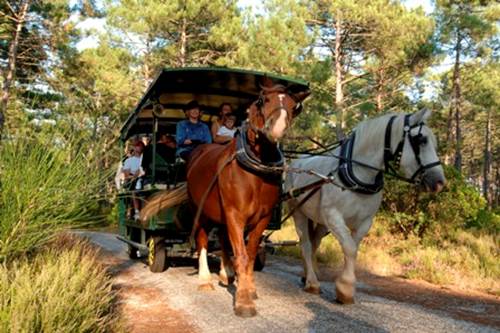 Calèche en forêt