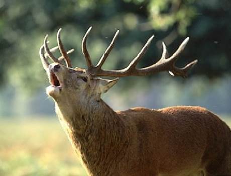 brame du cerf