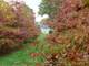 Jardin Le Grand Courtil ea652fed-bfd4-4139-a656-0693e97c3ab4