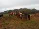 Equicolo ea9cd2e5-76aa-45c8-8b77-38502764fddb