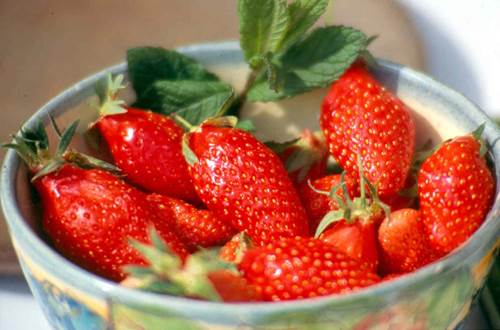 fraises gariguettes ©