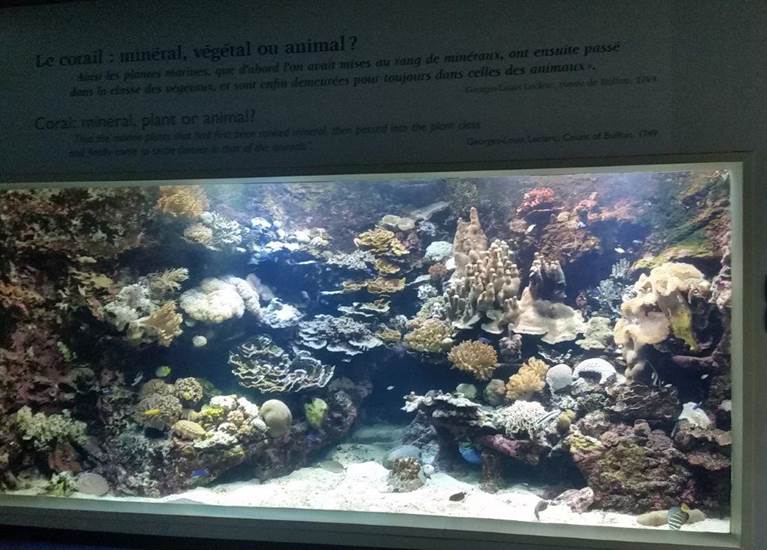 Aquarium des lagons